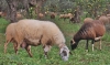 Είκοσι Νεκρά Πρόβατα Από... Τροχαίο