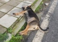Αποτρόπαιο Θέαμα Στον Αμπελώνα: Σκότωσε Με Φόλα 10 Σκυλιά (Φωτό)