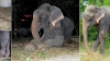 Συγκλονιστικό: Ελέφαντας Κλαίει Όταν Απελευθερώνεται Μετά Από 50 Χρόνια Σκλαβιάς! (βίντεο-φωτο)