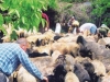 Ιδιοκτήτης Κτηνοτροφικής Μονάδας Απασχολούσε Παράνομα Τρεις Αλβανούς - Δείτε Μισθό Που Τους Έδινε