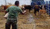 Νέο Χαράτσι Στους Κτηνοτρόφους Καταγγέλει Η ΠΑΣΥ