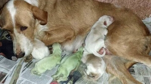 Ισπανία: Σκυλίτσα Γέννησε Δύο Πράσινα Κουτάβια!