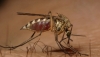 Συναγερμός Mε Συσκέψεις Για Τον Ιό Του Δυτικού Νείλου Από Τα Κουνούπια